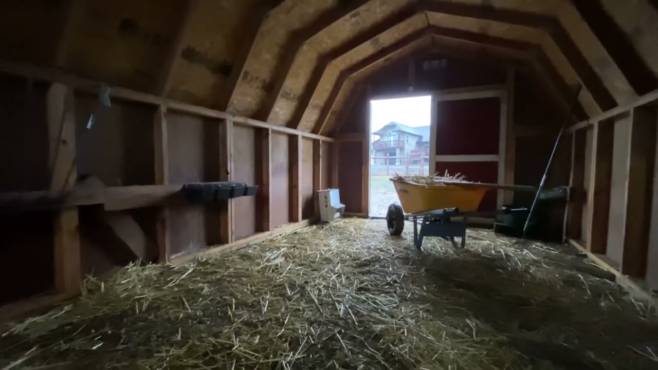 Rain on the barn roof with chickens