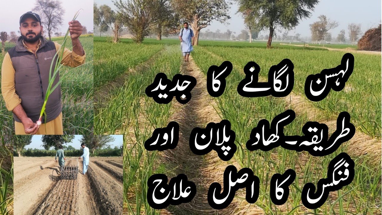 How to grow garlic ||Garlic fertilizer plan and fungus solution لہسن کی جدید کاشت کھاد اور کھاد پلان
