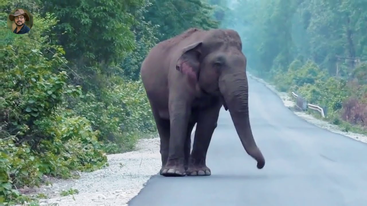 #Makna#Elephant#On#Chalsha Nagrakata#Road#