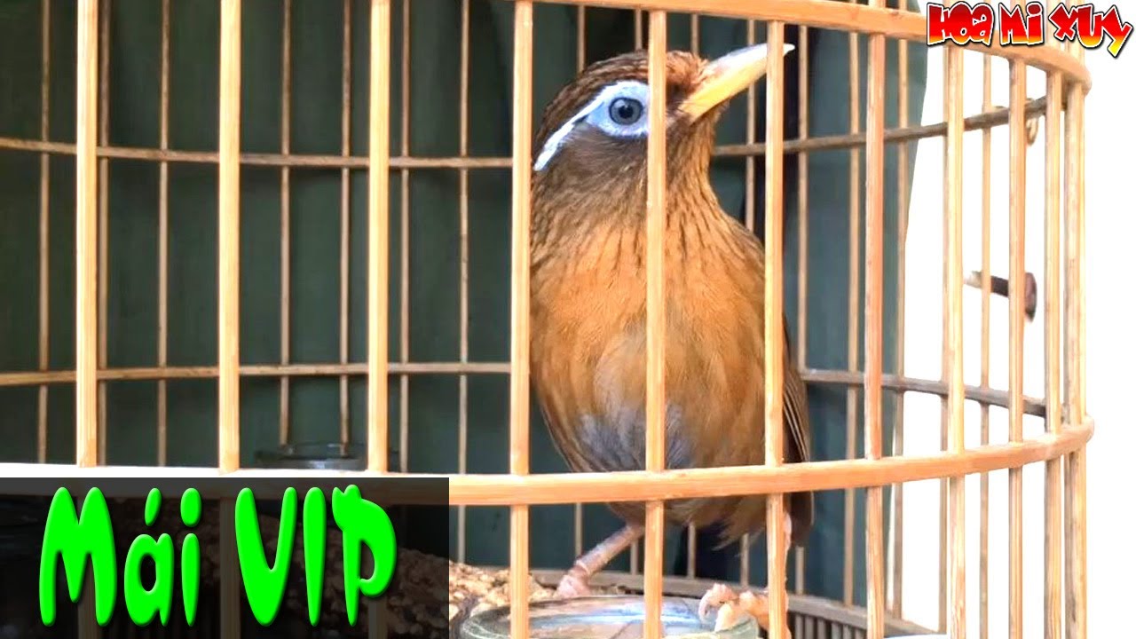 Video Họa mi mái xùy hót kích trống liên tục! thúc trống mau căng lửa 20.9