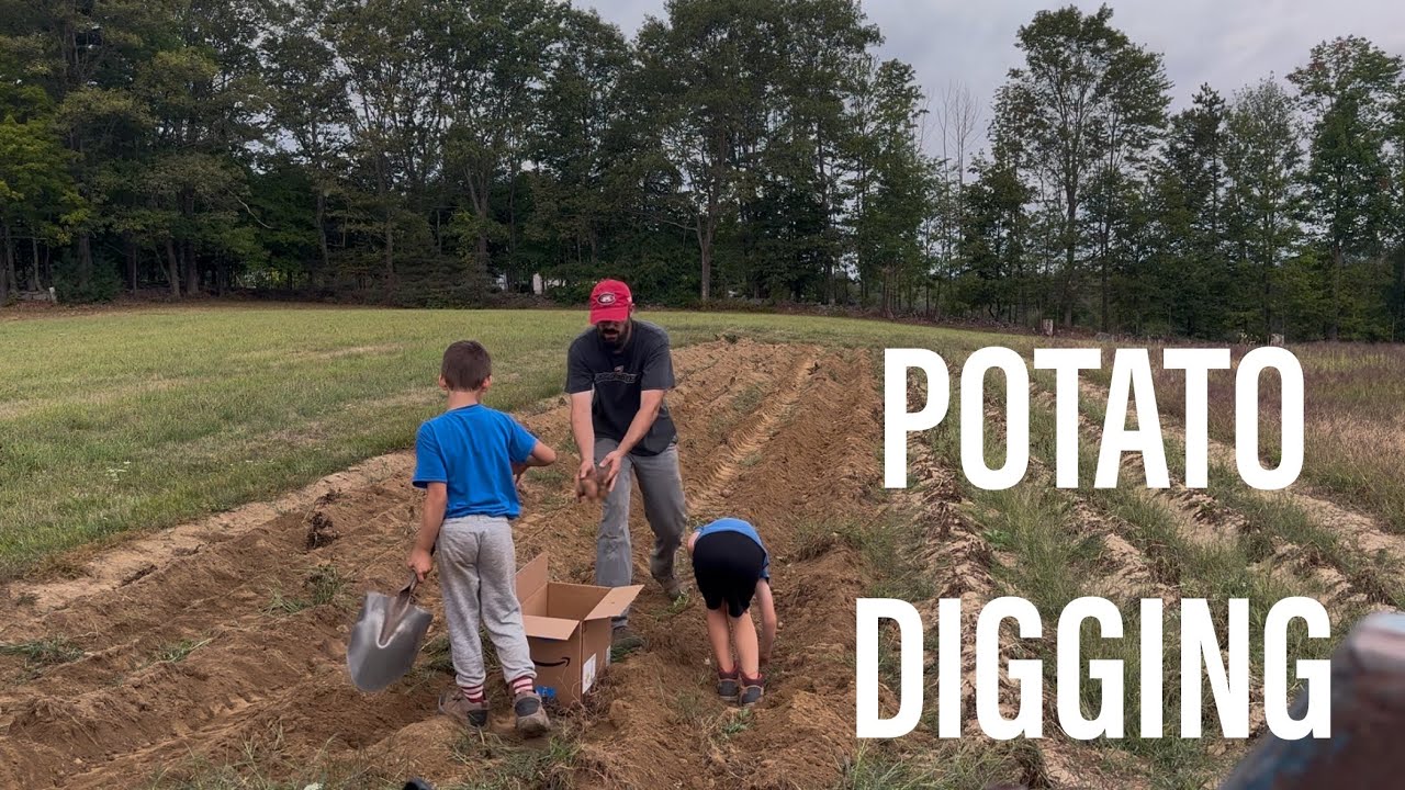 Potato Digging: Can We Beat the Storm?
