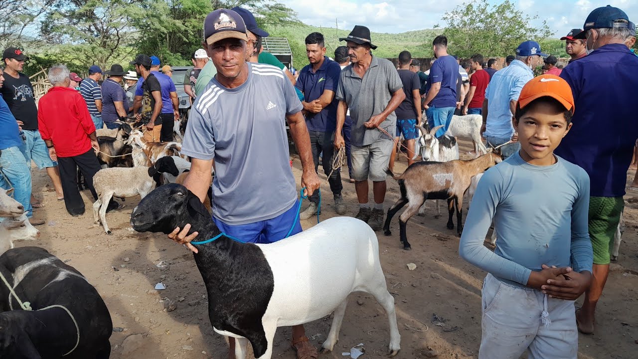 Feira de Animais da Vila do jerimum a melhor da região, Taquaritinga do Norte PE 15/03/2026.