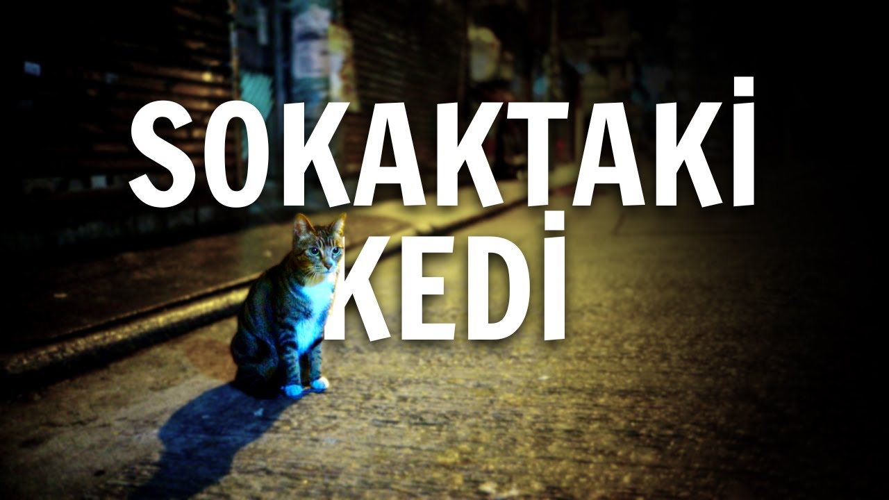 HER G&Ouml;RD&Uuml;Ğ&Uuml;N&Uuml;Z KEDİYİ NORMAL HAYVAN ZANNETMEYİN | Cin Hikayeleri | Korku Hikayeleri