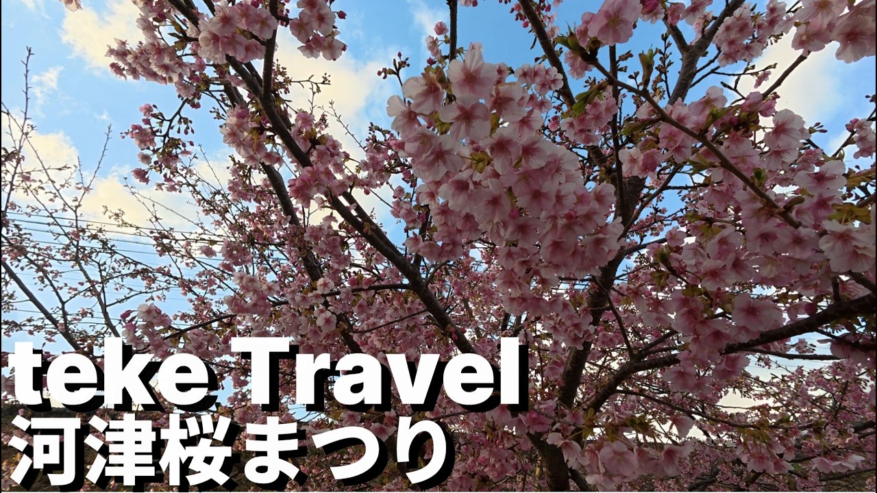 【観光】河津桜まつり/静岡県河津町 早咲きの桜をライトアップとともに鑑賞