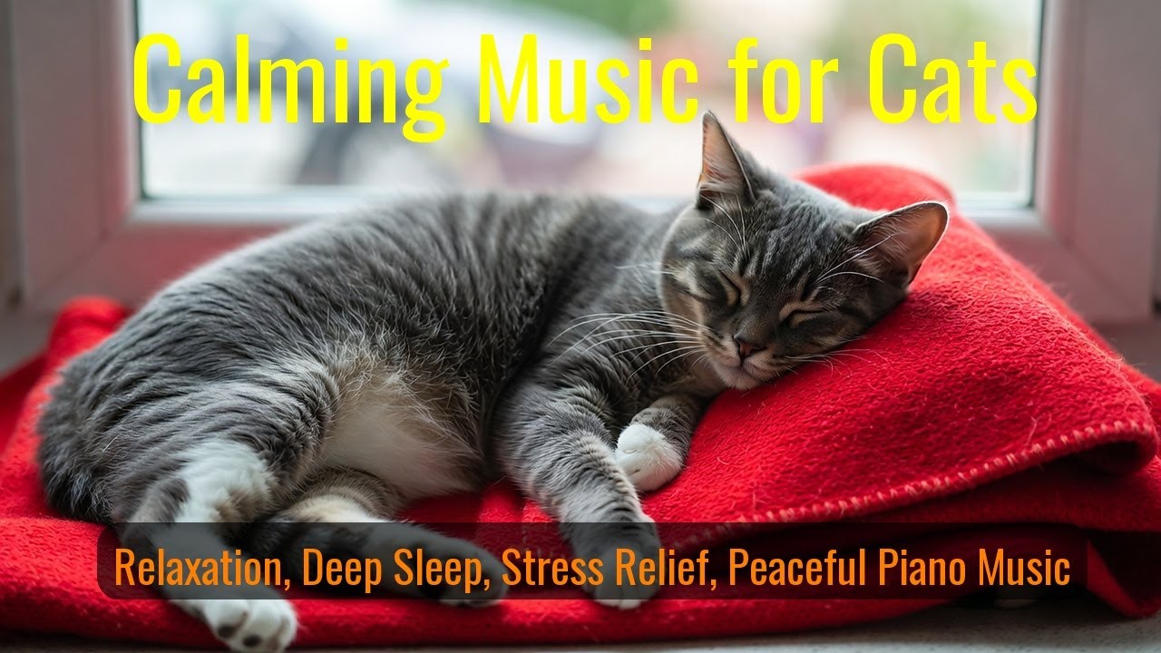 LIVE 🌙 Night Rain Radio for Cozy Cats 🐾 | Season 17