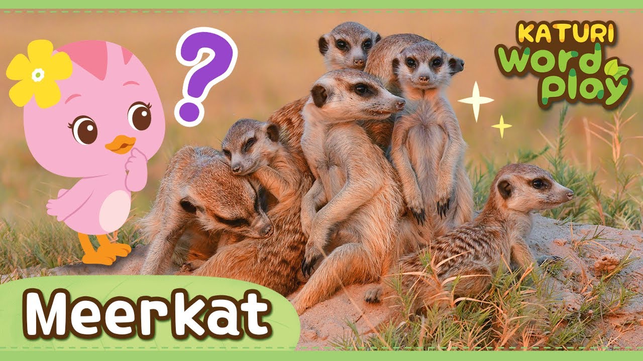* Meerkat * | Katuri Word Play | Learn Animals | Animals for kids to learn