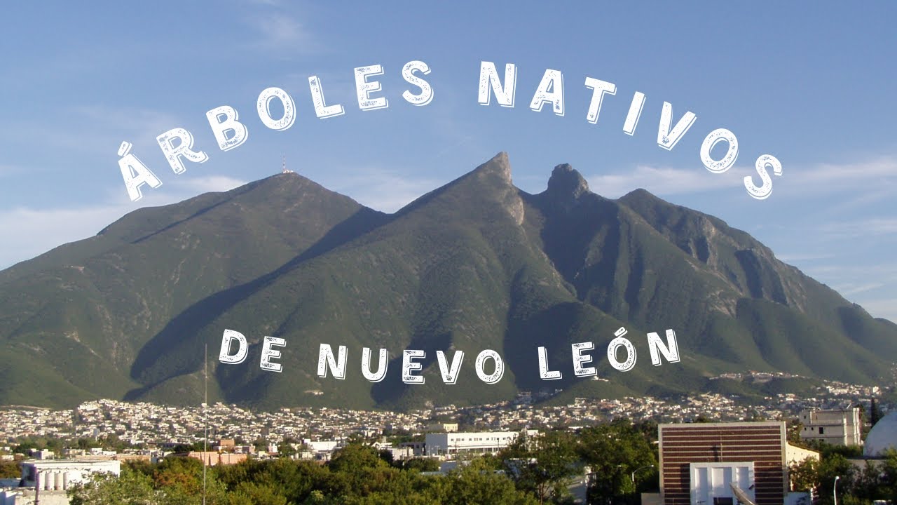 6 Árboles Nativos de NUEVO LEÓN