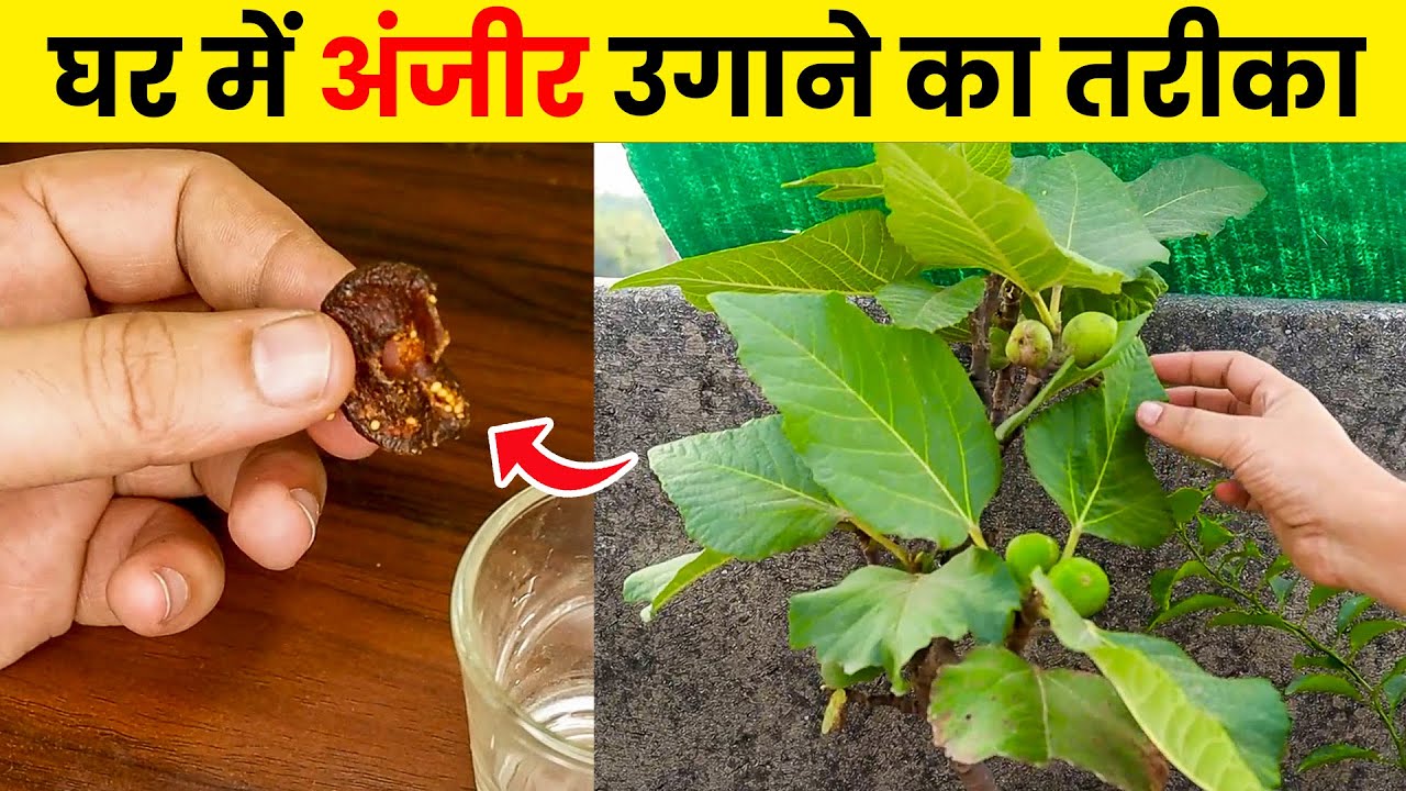 अंजीर का पौधा कैसे लगाएं | Anjeer ka paudha kaise lagaen | How to Grow fig Plant from Seed