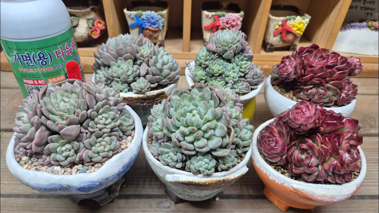 26.01.30. ♧링고하트 뿌리가 너무 이뿌게 내렸어요