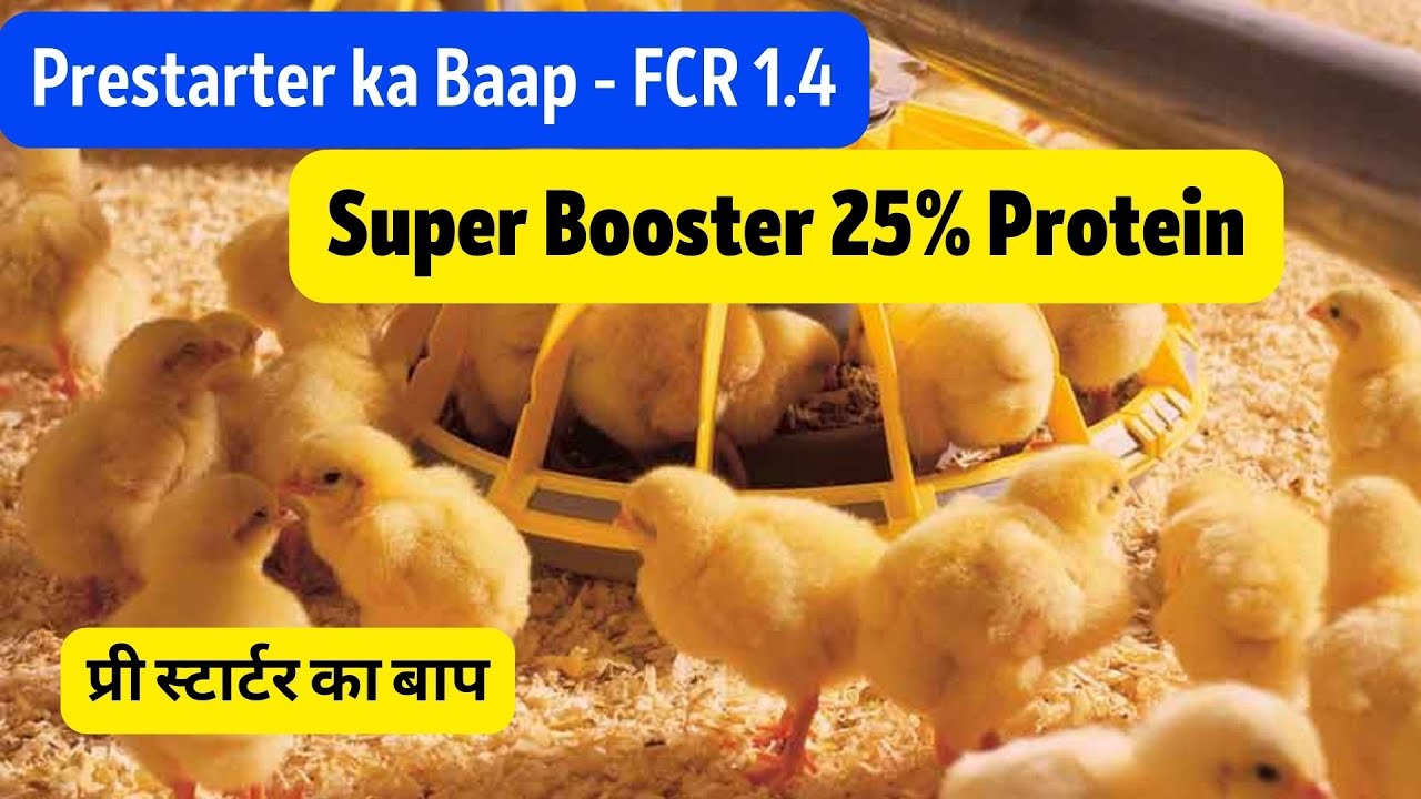 25% protein ka pre-starter - how to get 1.4 FCR | in-ovo nutrition | satellite cells in chicks