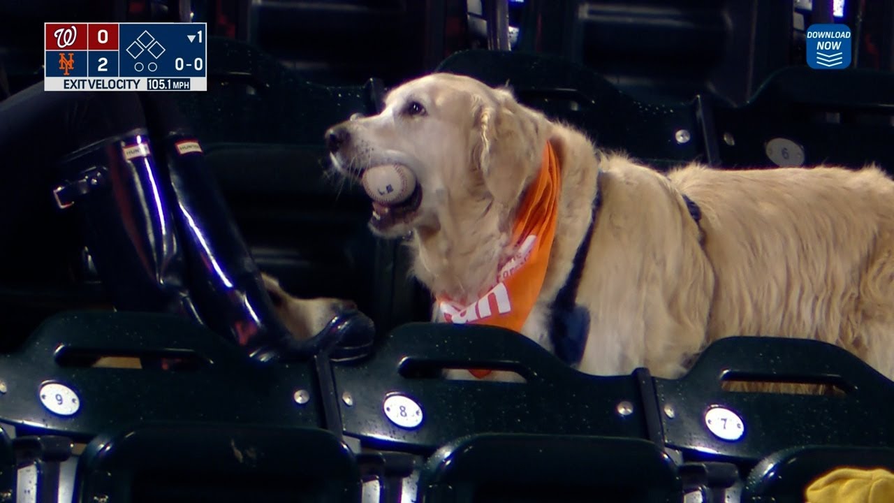A GREAT play by a good boy! This dog retrieves a HOME RUN ball at the Mets game!