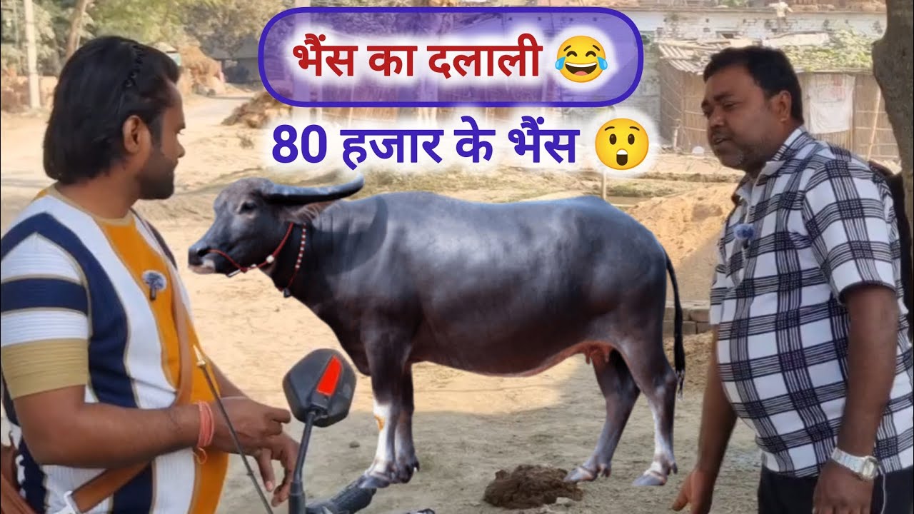 भैंस का दलाली 😂|| #shorts #funny #trending #comedy #dlalivideo #dlali #viralvideo #bhojpuricomedy 
