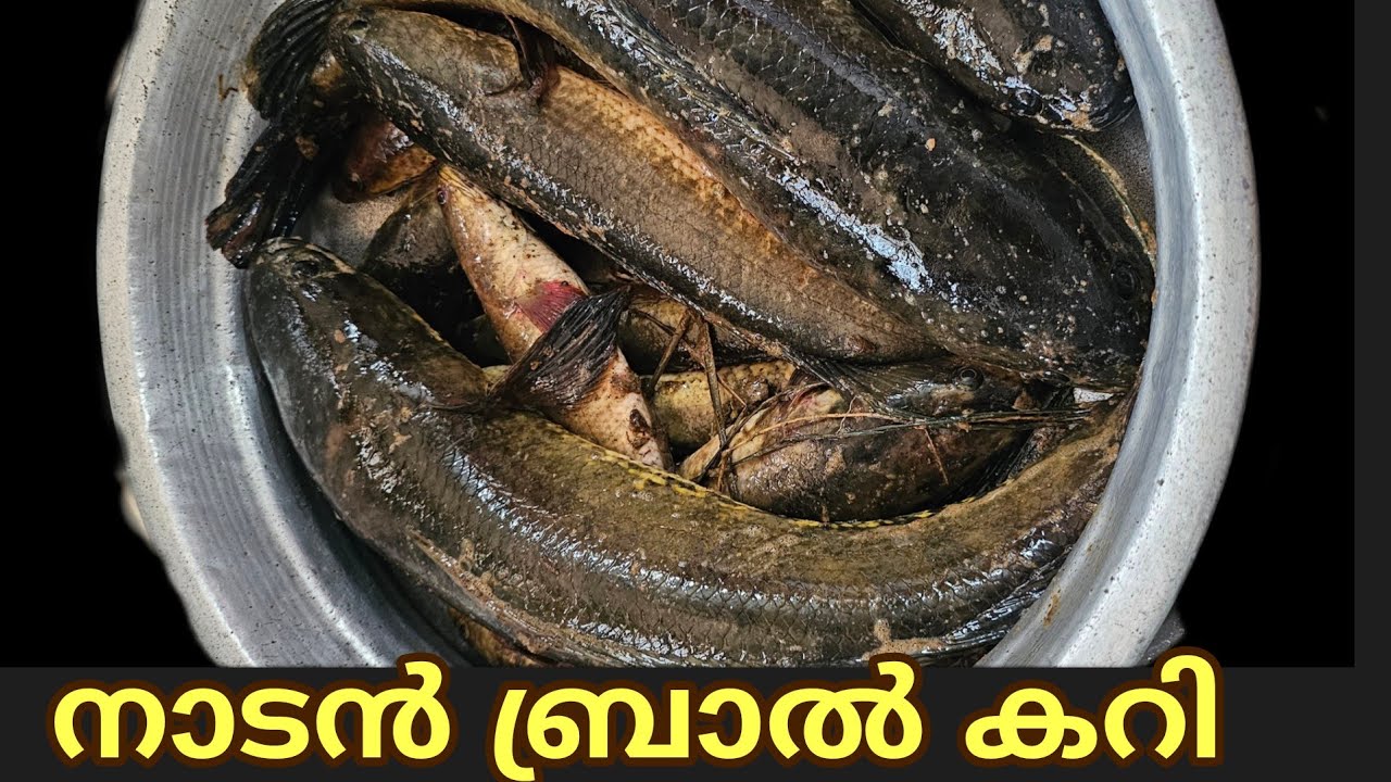 Varal fish curry/വരാൽ പാൽ കറി/Bral curry in malayalam/Varal fish curry malayalam/Fish curry