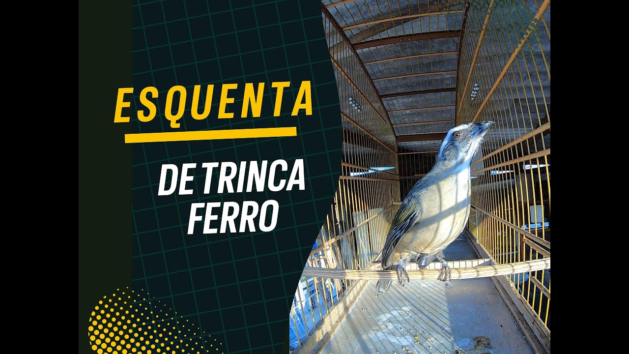 ESQUENTA DE TRINCA FERRO ABRE CANTO ESTIMULE A CANTAR