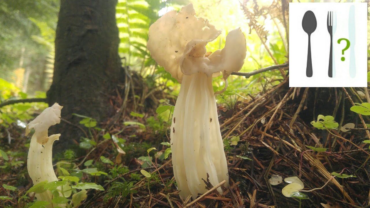 Piestrzyca kędzierzawa (Helvella crispa)