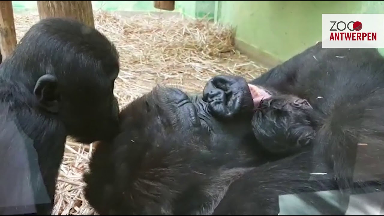 Prachtige gorillababy geboren in Mensapenvallei van ZOO Antwerpen