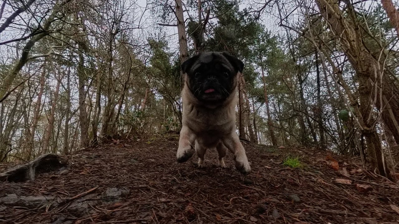 Pug Life - Insta360 X5