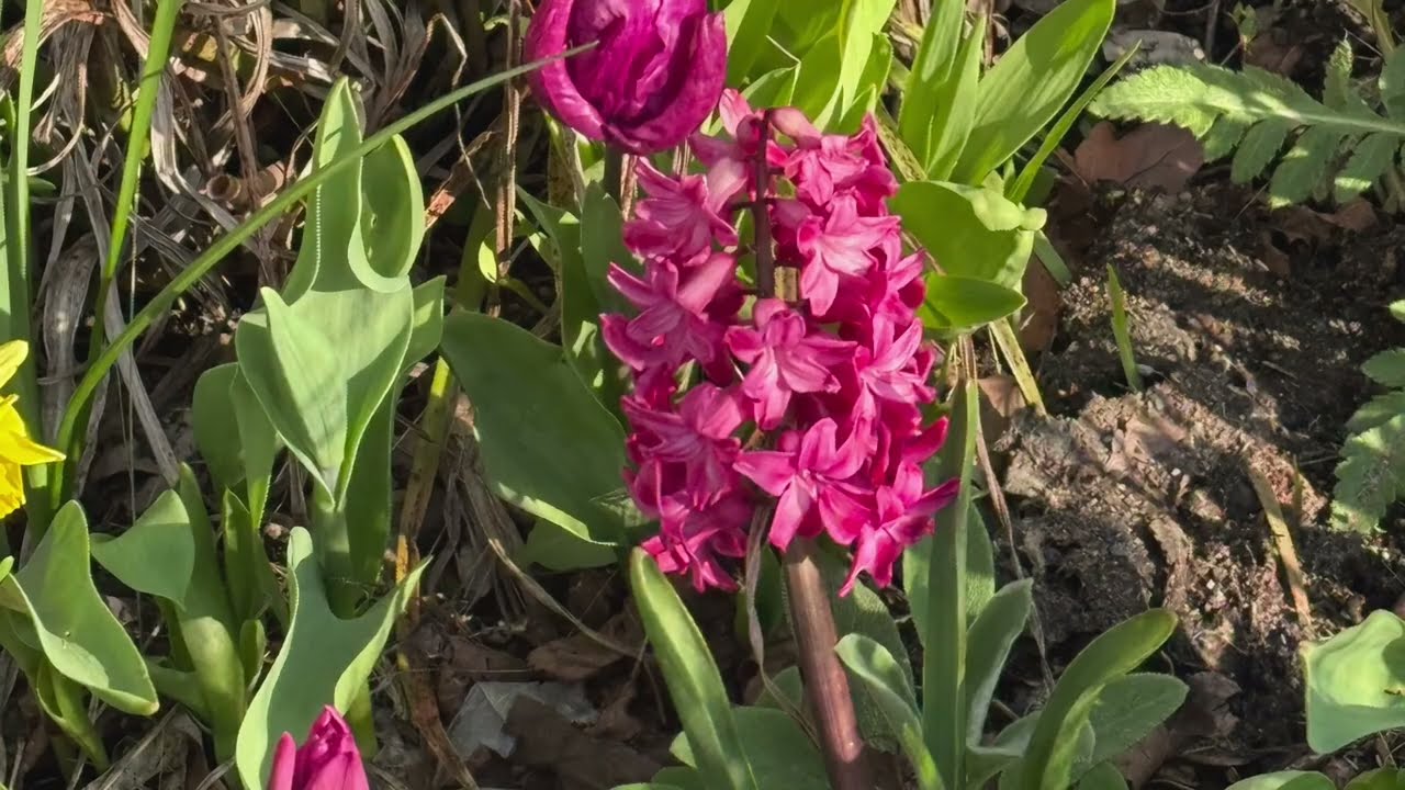 Sunday morning coffee with flowers 