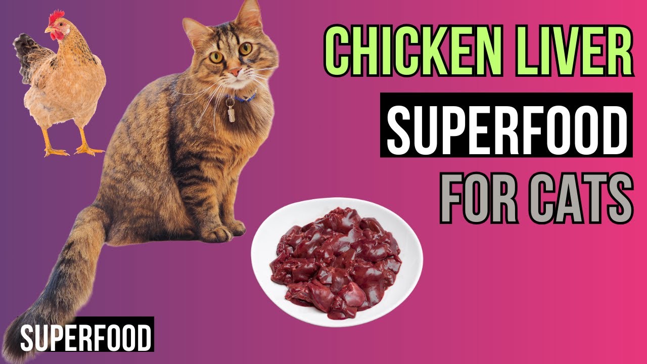 Benefits of Chicken Liver for CATS- a GREAT Superfood!