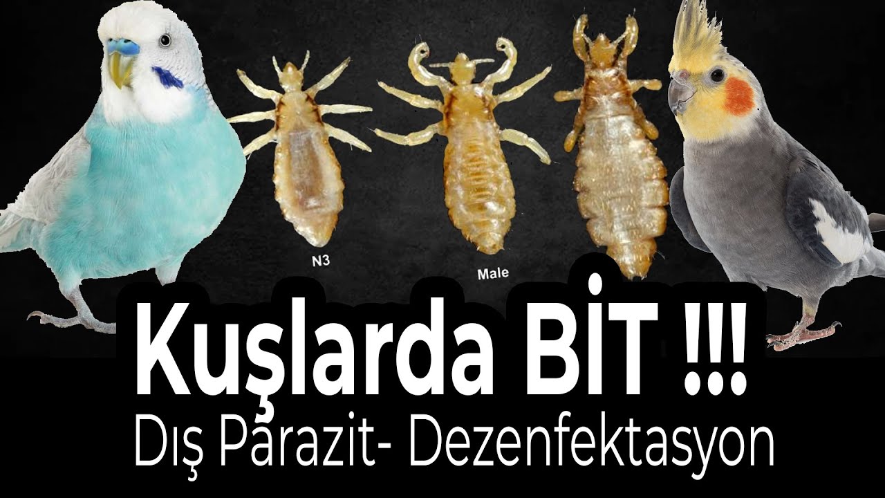 Havalar ısındı Bitlere Dikkat ! Muhabbet kuşu ve papağanlarda bit ilaçları