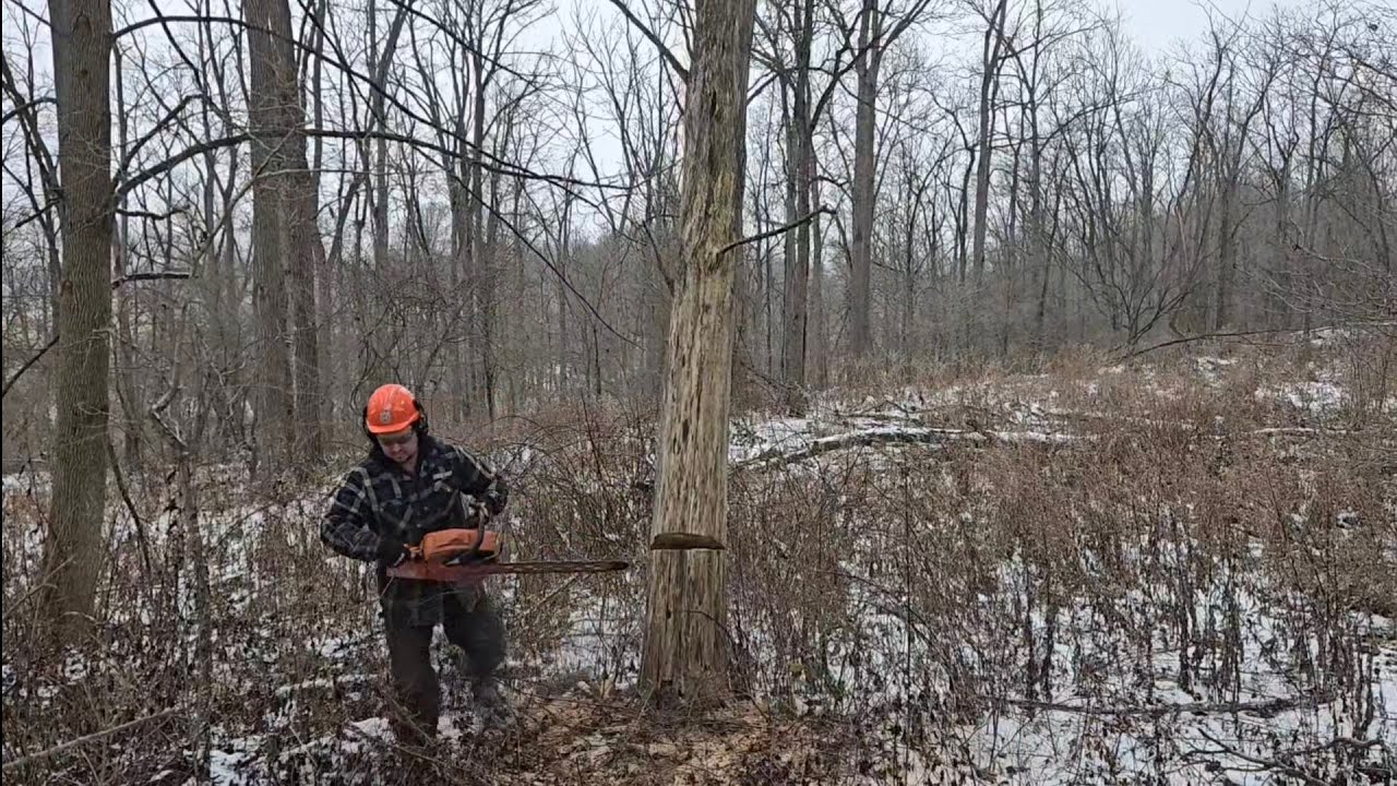 Vintage Saws Turning a Dead Elm Tree into Firewood.