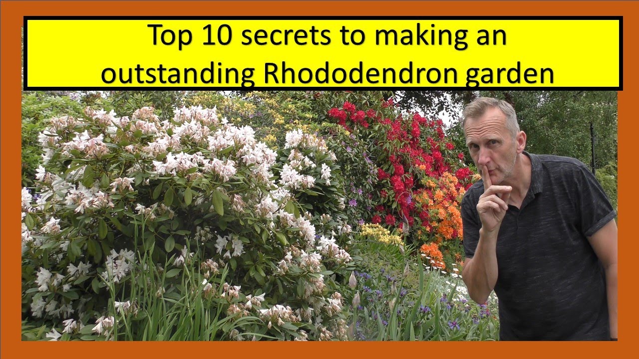 Top 10 secrets to making an outstanding Rhododendron garden