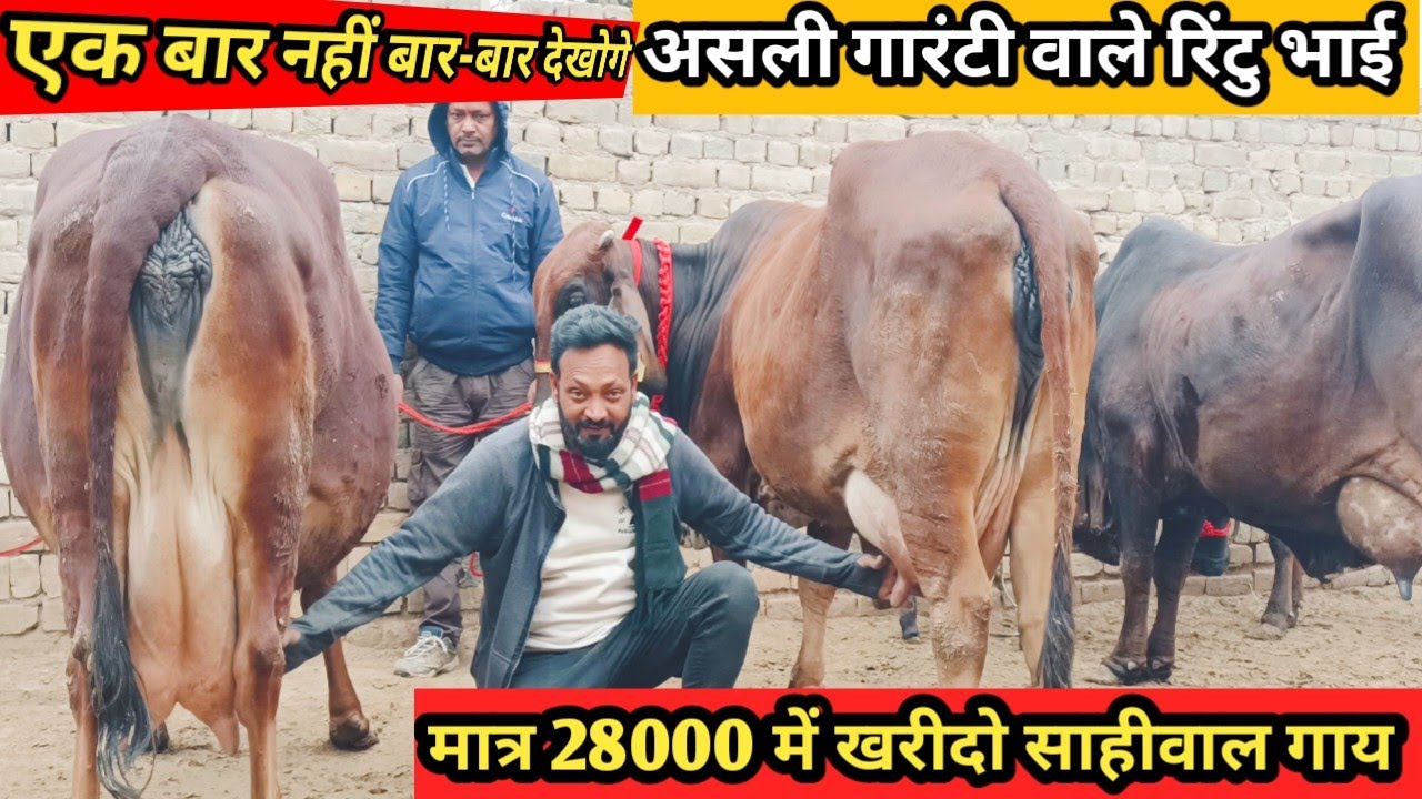 असली गारंटी वाले रिंटु भाई से खरीदो सुपर से ऊपर  top 4 Z black sahiwal rathi gir lanodo cow for sale