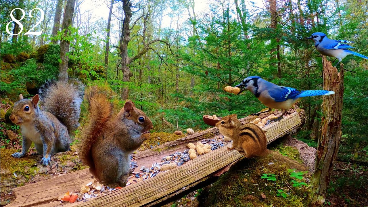 Cat TV: 3+ Hours of Relaxing Forest Life: Squirrels, Blue Jays and Chipmunk 4K. Ep. 82