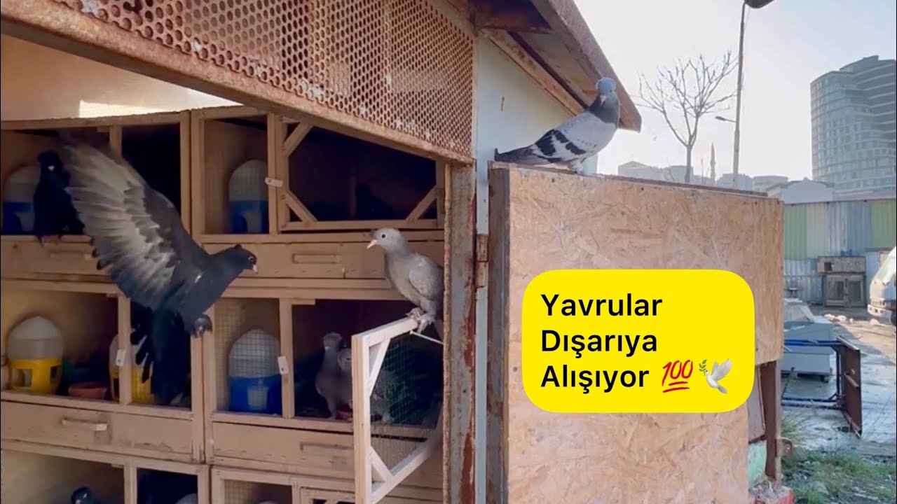 YAVRULARI KAYBETMEMEK İÇİN YAPILMASI GERKENLER - Taklacı güvercin Oyunkuşu