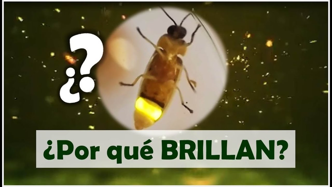¿POR QUÉ las LUCIÉRNAGAS BRILLAN en la Oscuridad?