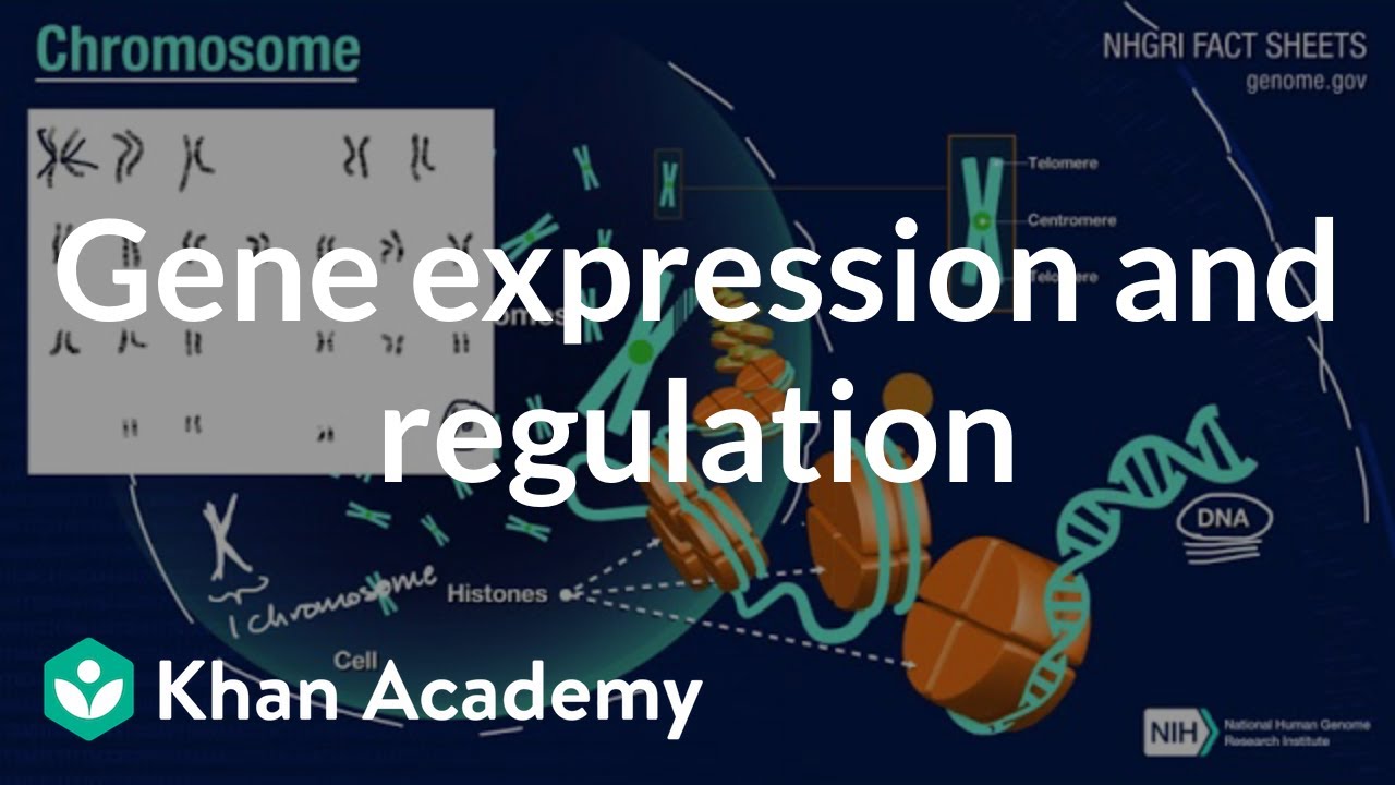 Gene expression and regulation | Inheritance and variation | High school biology | Khan Academy