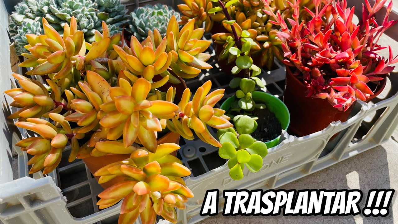 TRASPLANTES DE SUCULENTAS + Tips