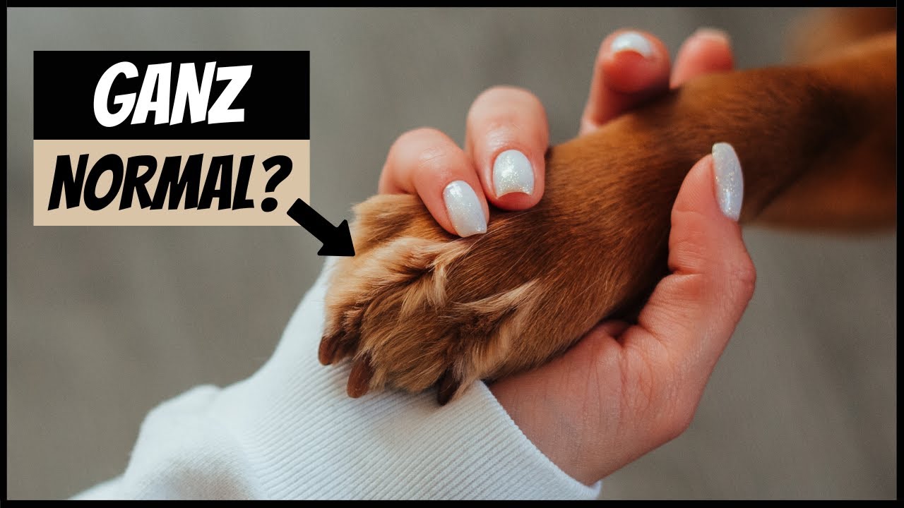 DARUM geben Hunde Pf&ouml;tchen OHNE Aufforderung! 💡