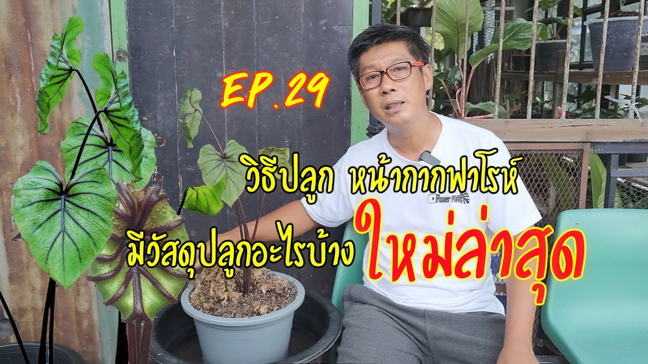 วิธีปลูกหน้ากากฟาโรห์และวัสดุปลูก - Colocasia Pharaoh's mask