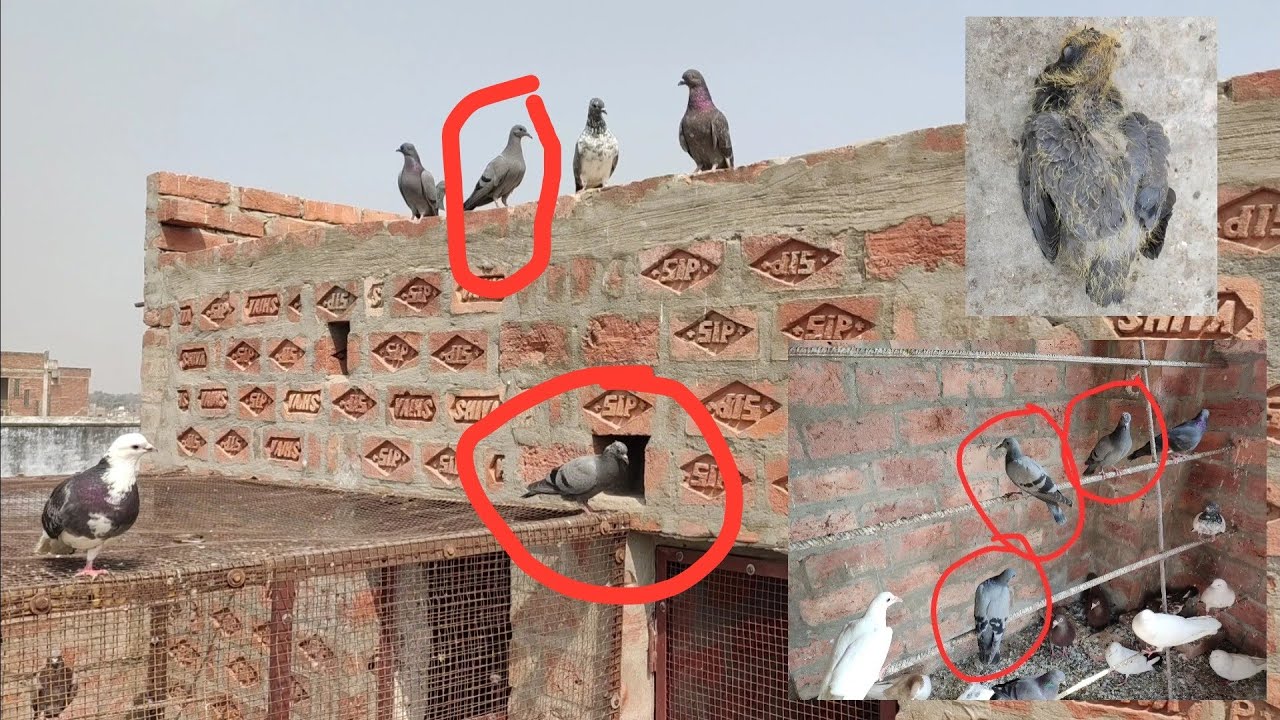 5 jungali kabutar rescue kiya || 1 mar gaya 3 bade hokar bhaag gaye or 1 reh gaya