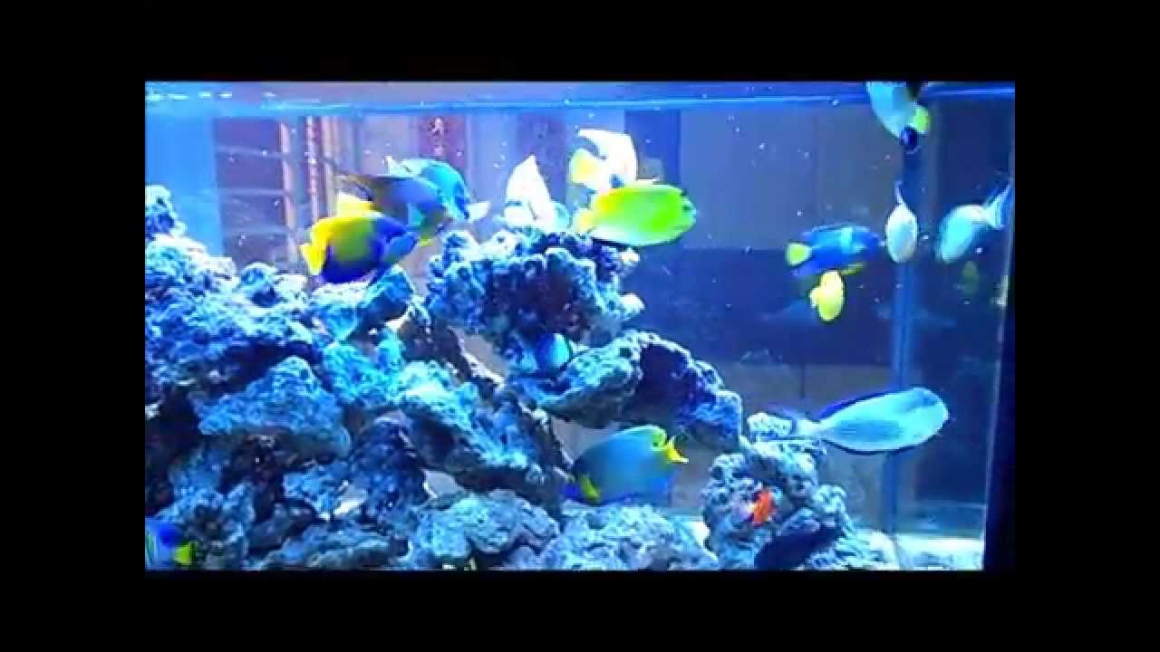 Marine Angelfish Community Tank