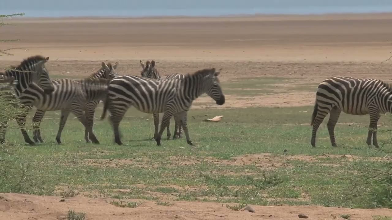 The Zebra: History, Origin, and Striped Mysteries of an African Icon#animals #nature #naturelovers