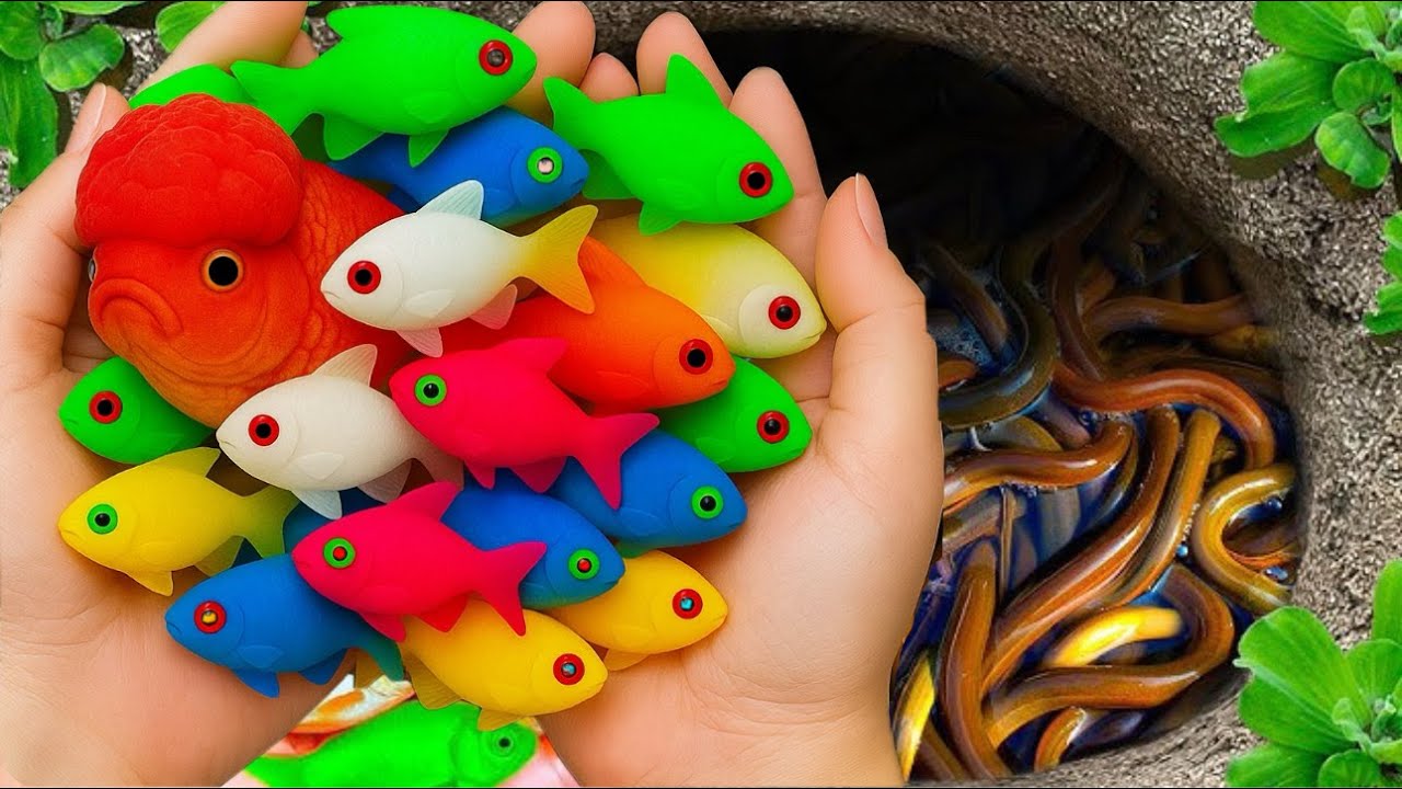 Amazing Catch Aquarium Fish In Easter Colorful Eggs, gold fish, Eel, Koi fish, Turtle