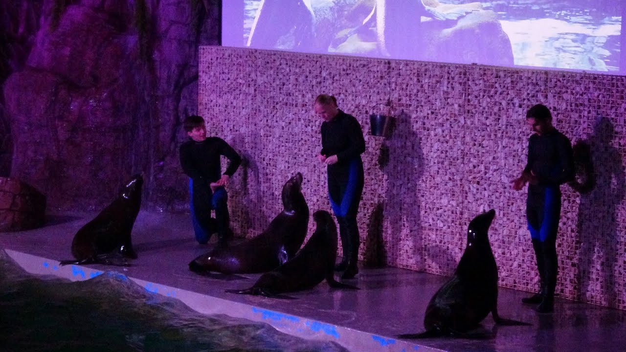 Ouwehands Dierenpark Blue Lagoon Zeeleeuwenshow 2022