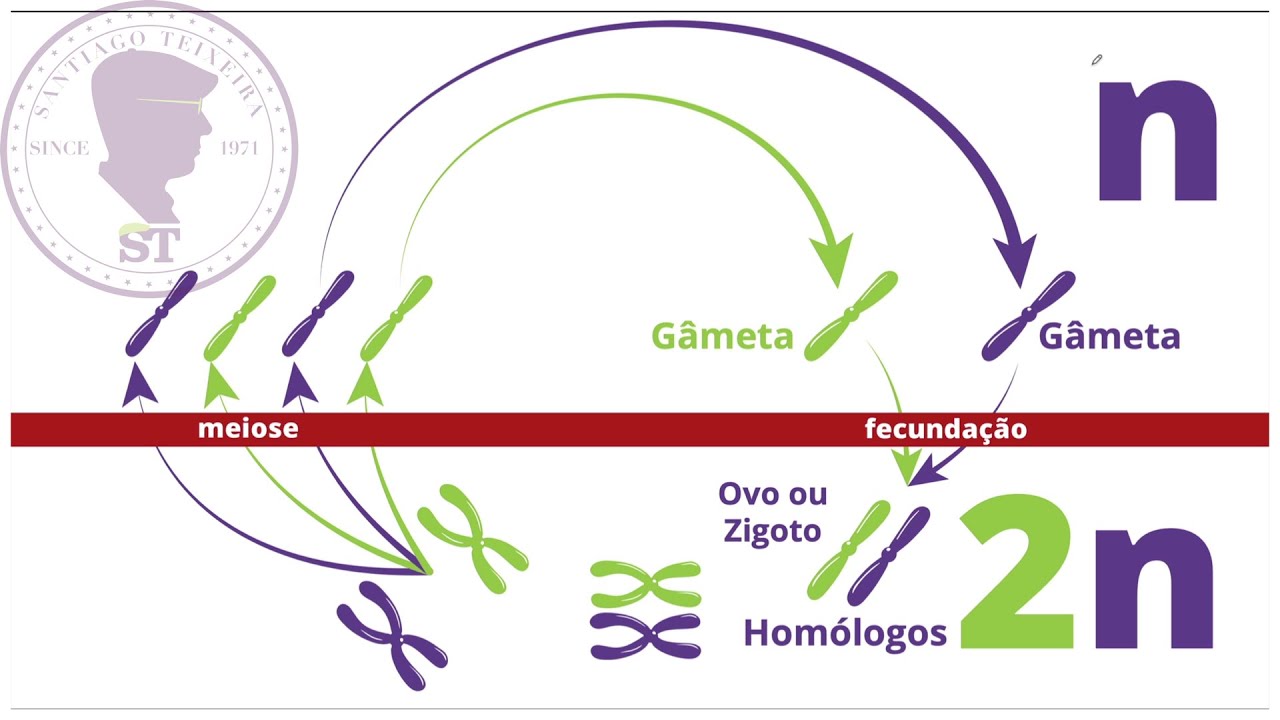 meiose