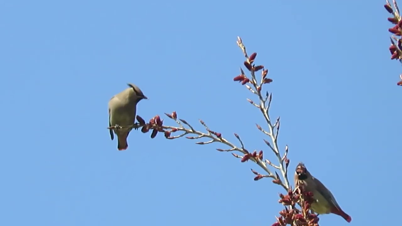 【野鳥】ヒレンジャクとキレンジャク Japanese and Bohemian Waxwings【Wild bird】