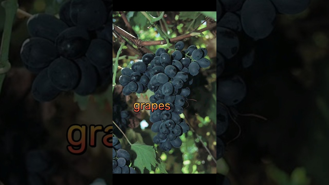 Fruit mentioned in the #Quran  #Pak #islam #islamic #ytshorts