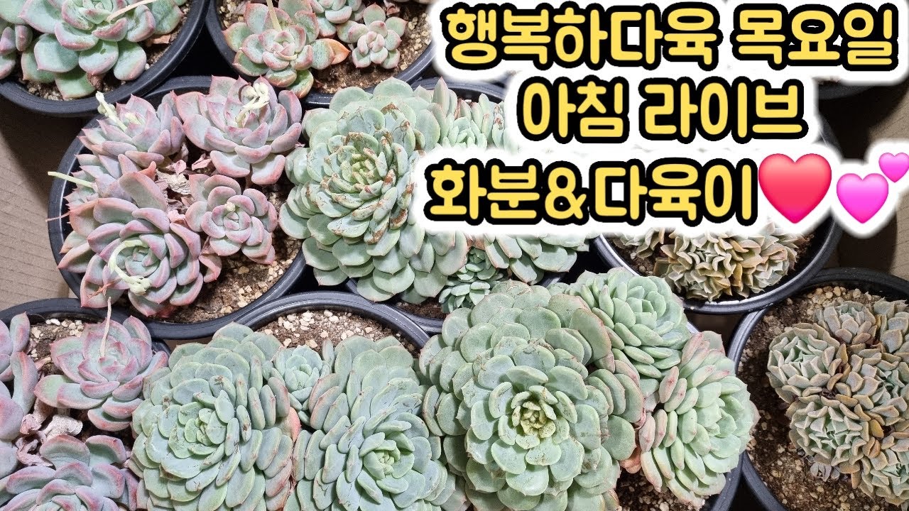 행복하다육 목요일 라이브!!