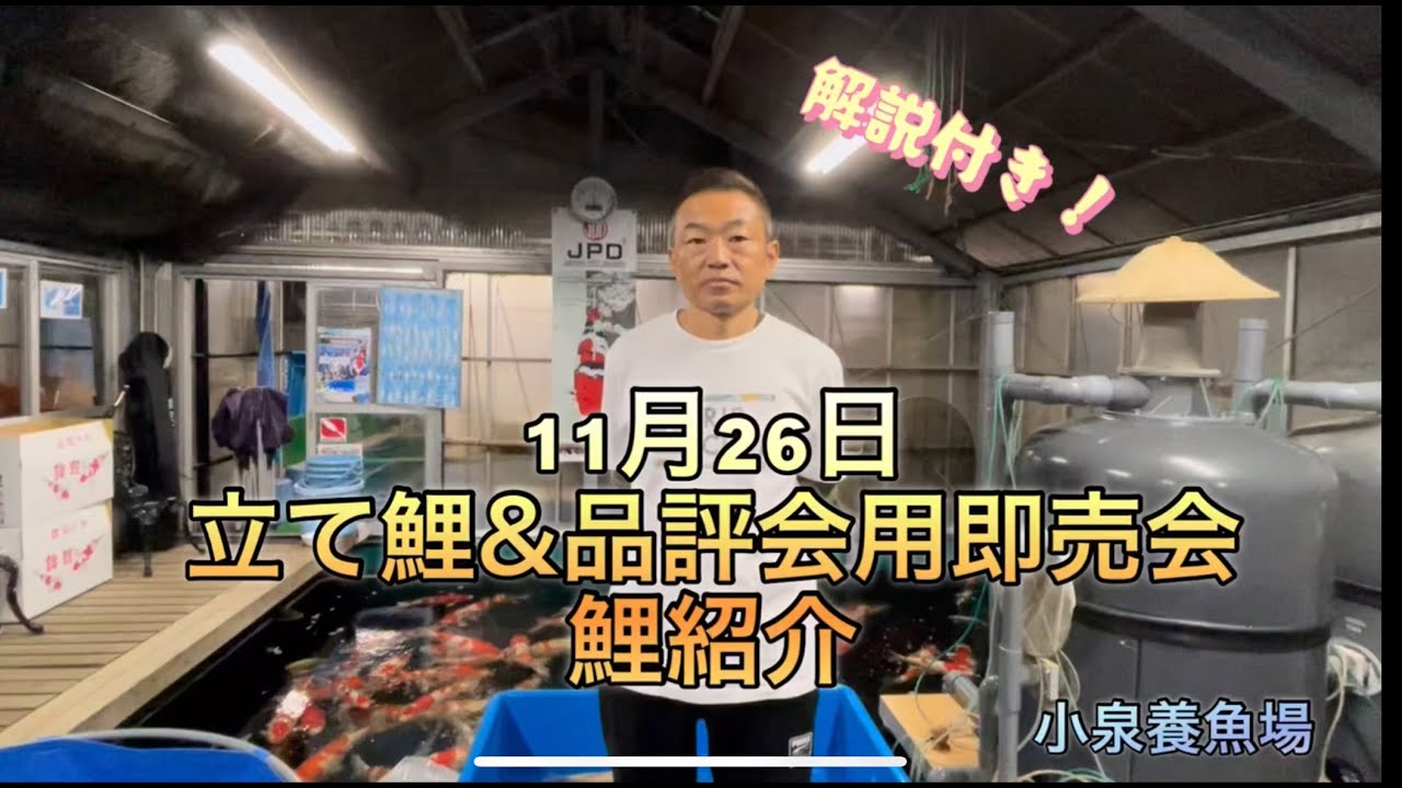 11月26日(日) 立て鯉&品評会用即売会　の鯉紹介動画です。