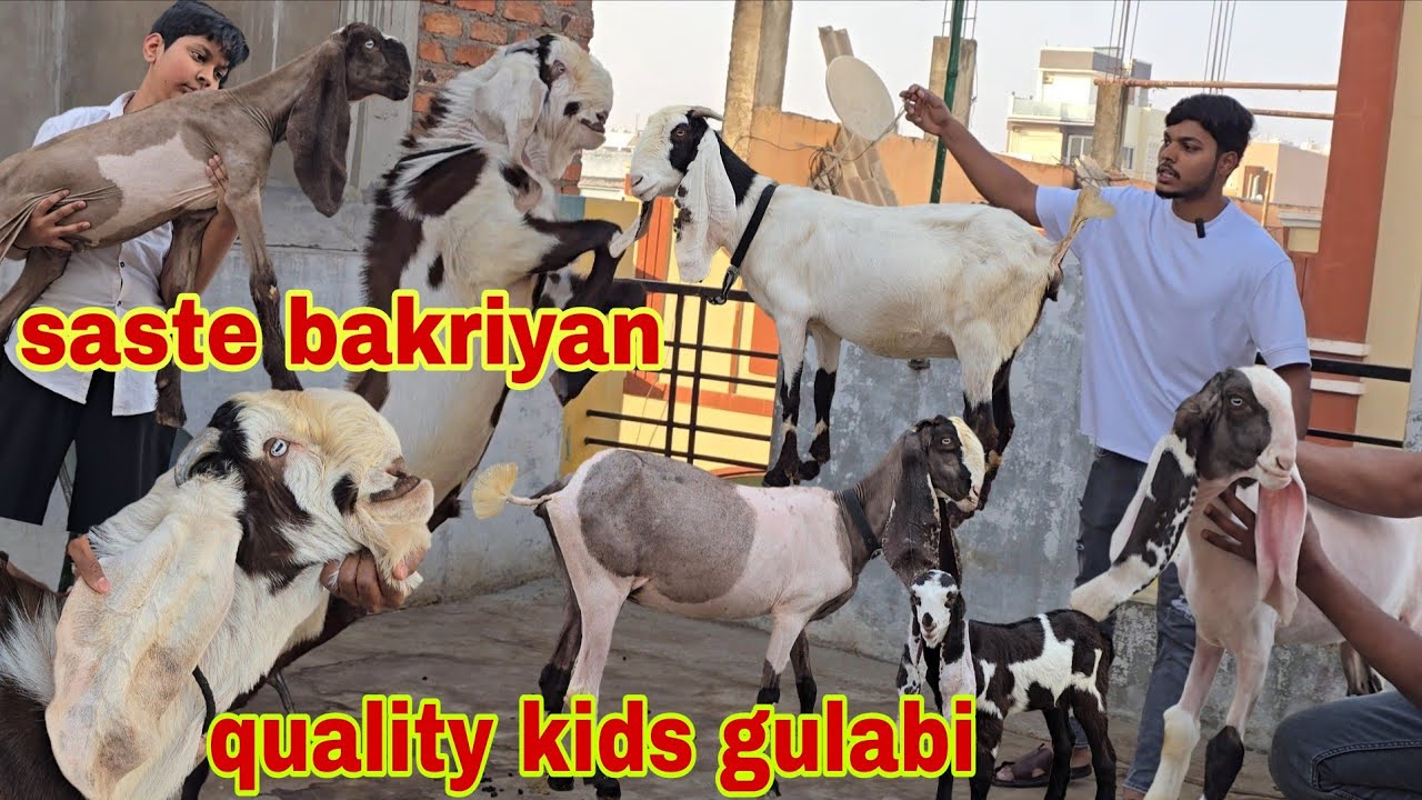 Santosh nagar Eidi bazaar Hyderabadi goat kids female or male gulabi in hyderabad 