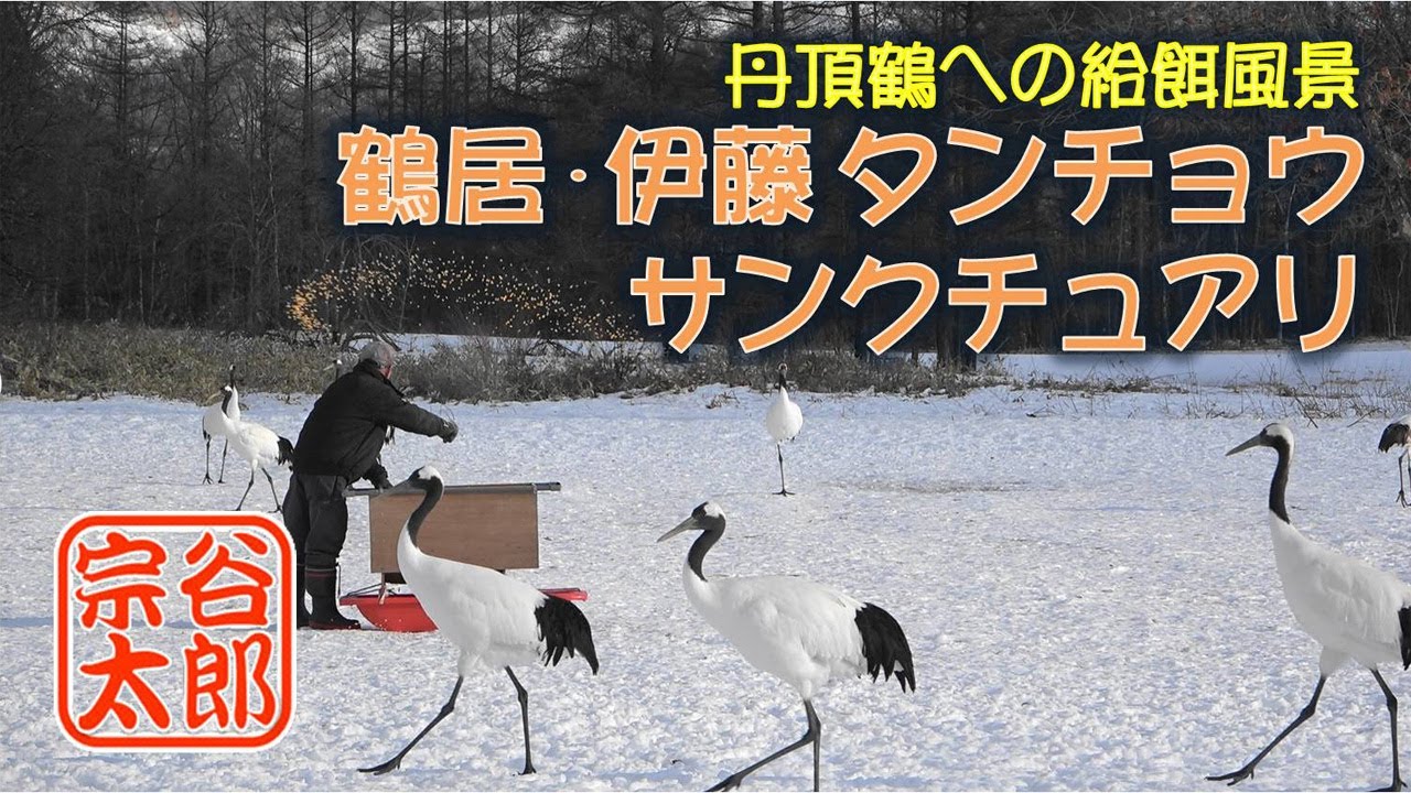 鶴居・伊藤 タンチョウ サンクチュアリでの給餌風景（2023年1月）