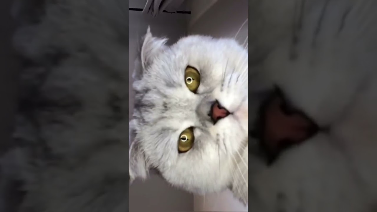 Mmmm 🐱