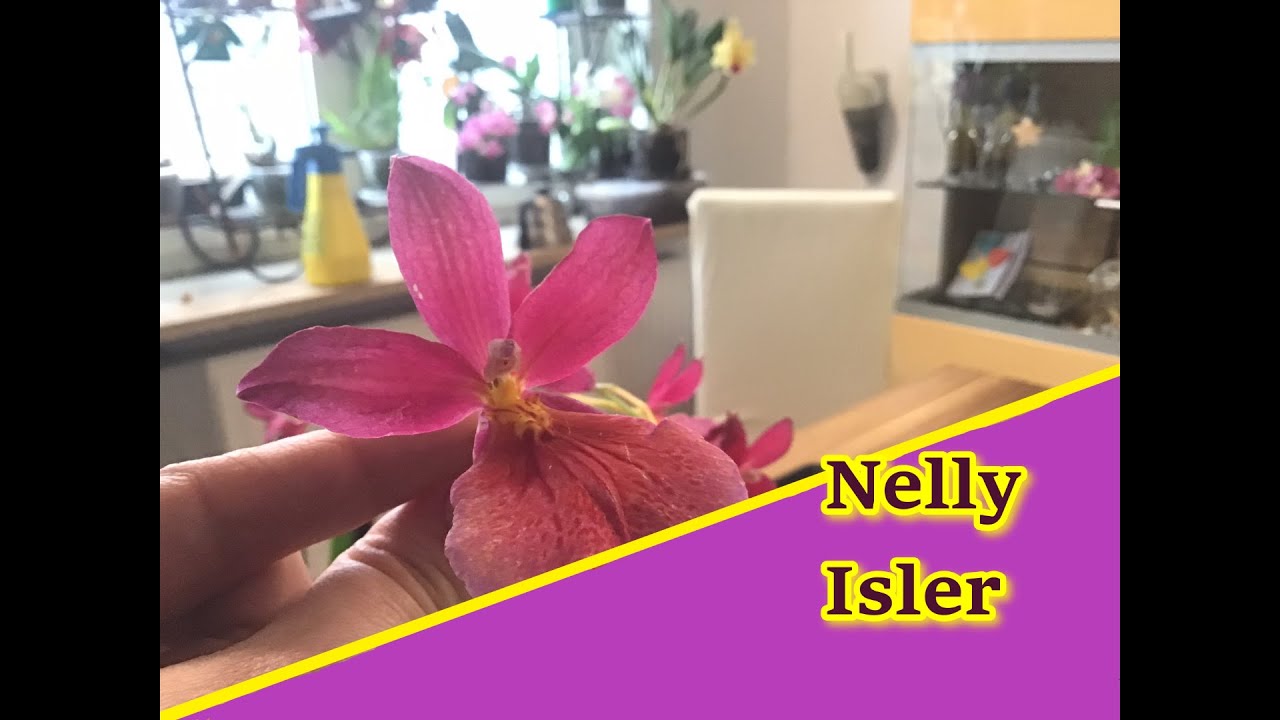 Basiswissen: Burrageara Nelly Isler Pflege und umtopfen
