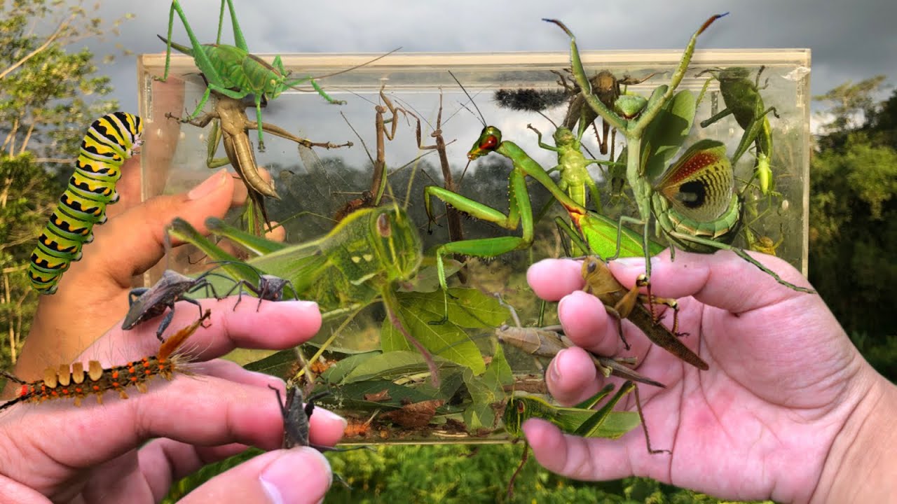 hunting various type of insect‼️catch giant king grasshopper, praying mantis, caterpillar, beetle
