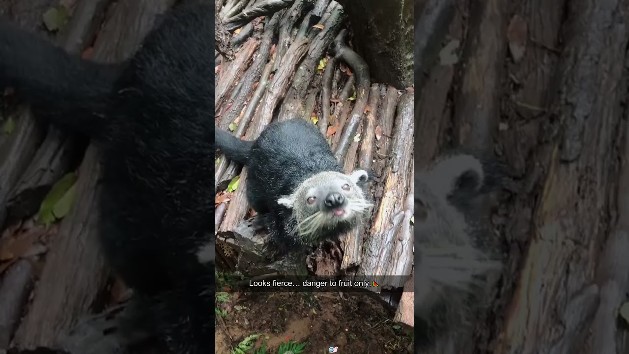 Popcorn-scented jungle cat 🍿 #binturong #funny #foryou #animals #cute